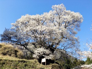 佛隆寺　千年桜